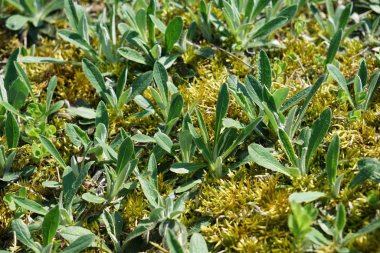 İyi bakım ile büyümek diğer ülkelerden gelen nadir bitkiler