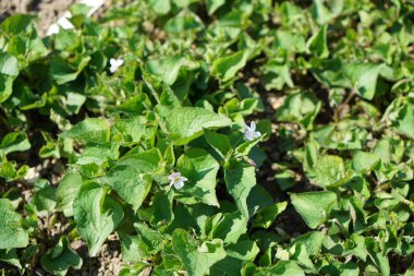 İyi bakım ile büyümek diğer ülkelerden gelen nadir bitkiler
