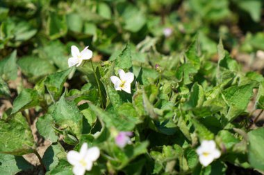 İyi bakım ile büyümek diğer ülkelerden gelen nadir bitkiler