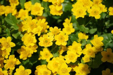 Almanya'da iyi bakım ile büyümek diğer ülkelerden gelen nadir bitkiler