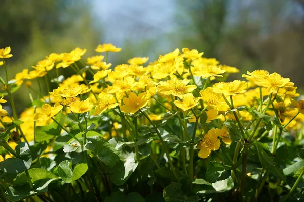 Rare Plants Other Countries Which Grow Good Care Germany — Stock Photo, Image