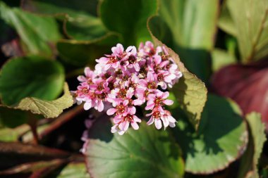 Almanya'da iyi bakım ile büyümek diğer ülkelerden gelen nadir bitkiler