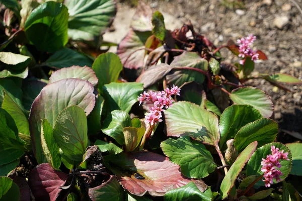 ドイツの充分な成長他の国から珍しい植物 — ストック写真