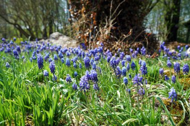 Çiçekli bitkiler lekeli ve baharda Almanya'da fotoğrafı