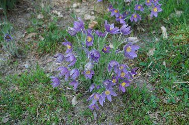 Çiçekli bitkiler lekeli ve baharda Almanya'da fotoğrafı