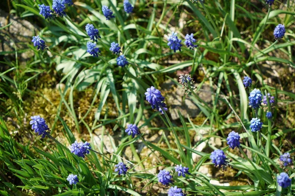 Zeldzame Planten Uit Andere Landen Die Met Goede Zorg Duitsland — Stockfoto