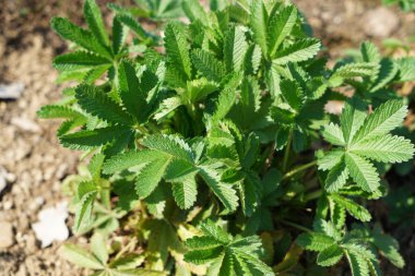 Almanya'da iyi özenle renkli bahar çiçekleri