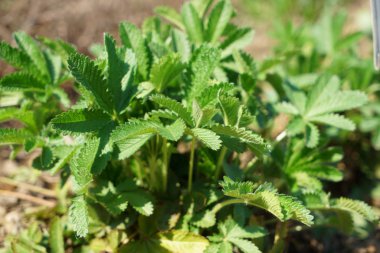Almanya'da iyi özenle renkli bahar çiçekleri
