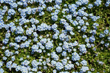 Unutma (Myosotis) familyasından bir bitki aile myosotis