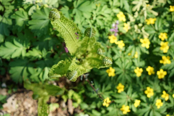 ダチョウ シダは多年生の植物で 強い根茎です — ストック写真