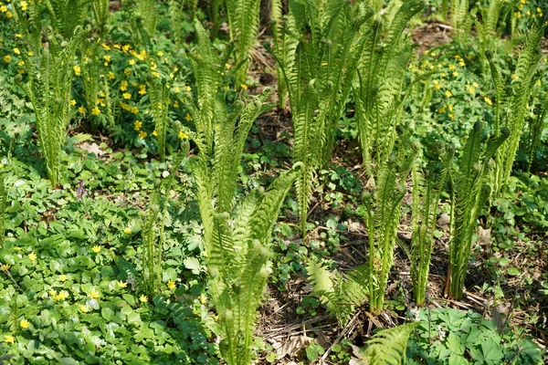 鸵鸟蕨类植物是一种多年生植物 具有很强的根状茎 — 图库照片