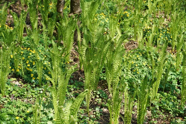 鸵鸟蕨类植物是一种多年生植物 具有很强的根状茎 — 图库照片