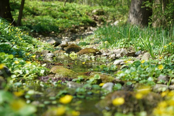 Colorful Spring Flowers Growing Good Care Germany — 图库照片