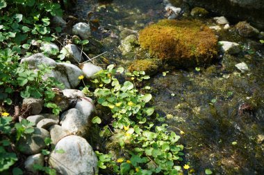 Almanya'da iyi özenle renkli bahar çiçekleri