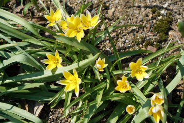Almanya'da iyi özenle renkli bahar çiçekleri