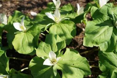 Almanya'da iyi özenle renkli bahar çiçekleri