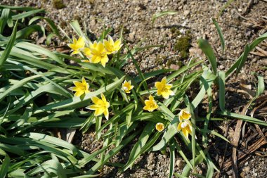 Almanya'da iyi özenle renkli bahar çiçekleri