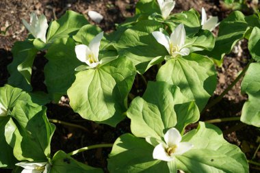 Almanya'da iyi özenle renkli bahar çiçekleri