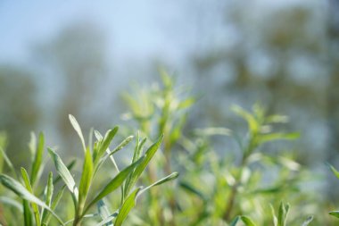 Almanya'da iyi özenle renkli bahar çiçekleri
