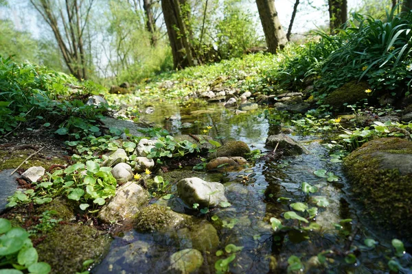 Barevné Jarní Květiny Rostoucí Dobrou Péčí Německu — Stock fotografie