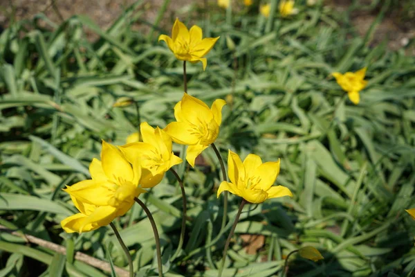 Coloridas Flores Primavera Que Crecen Con Buen Cuidado Alemania —  Fotos de Stock