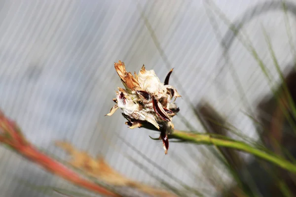 蘭の花やラン ラン科 世界中の植物の家族 — ストック写真