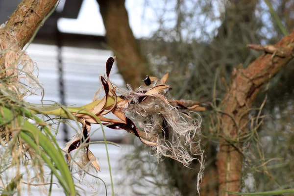 Orchideeën Orchideeënfamilie Orchidaceae Zijn Een Wereldwijd Plantenfamilie — Stockfoto