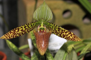 Özellikle güzel olarak kabul edilir ve birçok orkide çiçek Kraliçe olarak düşünün