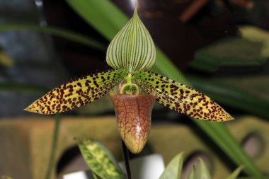 Özellikle güzel olarak kabul edilir ve birçok orkide çiçek Kraliçe olarak düşünün