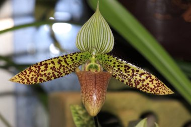 Özellikle güzel olarak kabul edilir ve birçok orkide çiçek Kraliçe olarak düşünün