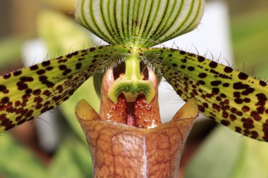 Özellikle güzel olarak kabul edilir ve birçok orkide çiçek Kraliçe olarak düşünün