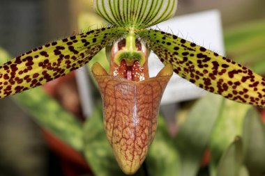 Özellikle güzel olarak kabul edilir ve birçok orkide çiçek Kraliçe olarak düşünün