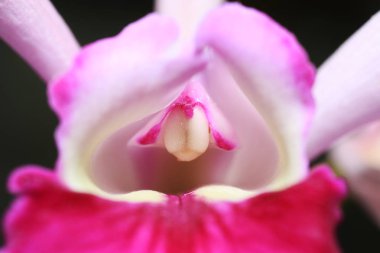 Özellikle güzel olarak kabul edilir ve birçok orkide çiçek Kraliçe olarak düşünün