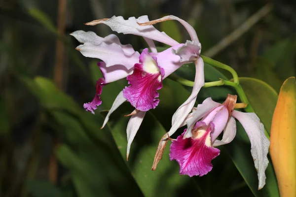 Zij Worden Geacht Zijn Bijzonder Mooi Velen Beschouwen Orchidee Als — Stockfoto