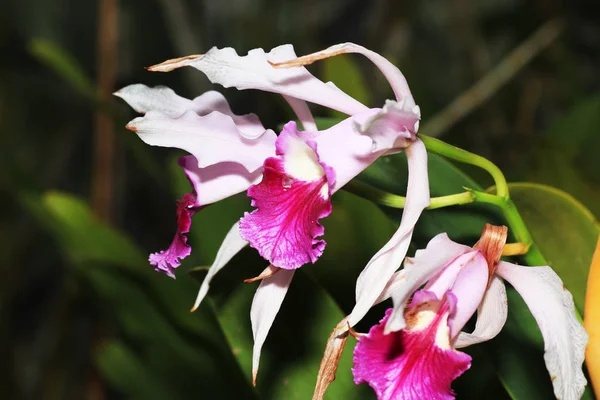 Zij Worden Geacht Zijn Bijzonder Mooi Velen Beschouwen Orchidee Als — Stockfoto