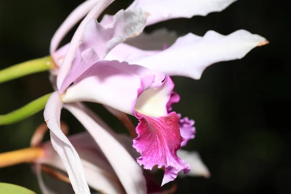 Zij Worden Geacht Zijn Bijzonder Mooi Velen Beschouwen Orchidee Als — Stockfoto