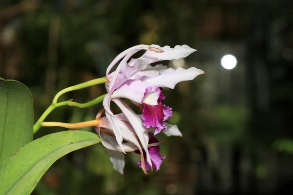 Zij Worden Geacht Zijn Bijzonder Mooi Velen Beschouwen Orchidee Als — Stockfoto