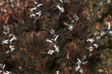 Succulents özel iklim ve toprak koşullarına adapte olmuşlardır etli bitkiler vardır. 