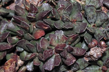 Succulents özel iklim ve toprak koşullarına adapte olmuşlardır etli bitkiler vardır. 