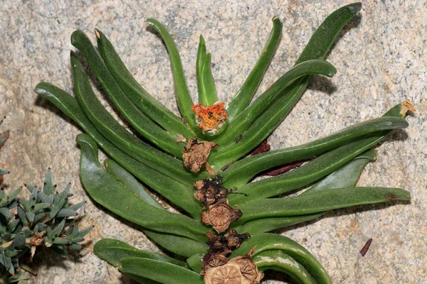 Suculentas São Plantas Suculentas Adaptadas Condições Climáticas Solo — Fotografia de Stock