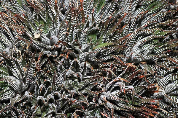 Las Suculentas Son Plantas Suculentas Que Adaptan Las Condiciones Climáticas —  Fotos de Stock