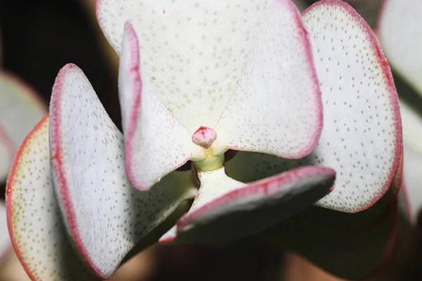 Succulents Pozsgás Növények Amelyek Alkalmazkodnak Különleges Éghajlati Talaj Feltételek — Stock Fotó