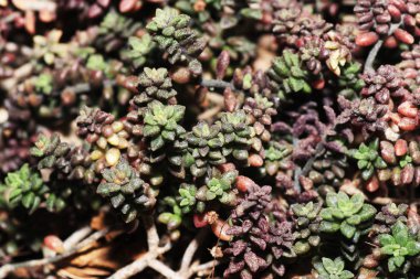 Succulents özel iklim ve toprak koşullarına adapte olmuşlardır etli bitkiler vardır. 