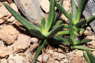 Succulents özel iklim ve toprak koşullarına adapte olmuşlardır etli bitkiler vardır. 