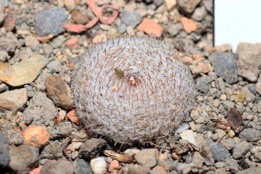 Succulents özel iklim ve toprak koşullarına adapte olmuşlardır etli bitkiler vardır. 