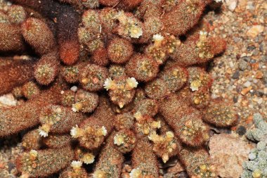 Succulents özel iklim ve toprak koşullarına adapte olmuşlardır etli bitkiler vardır. 