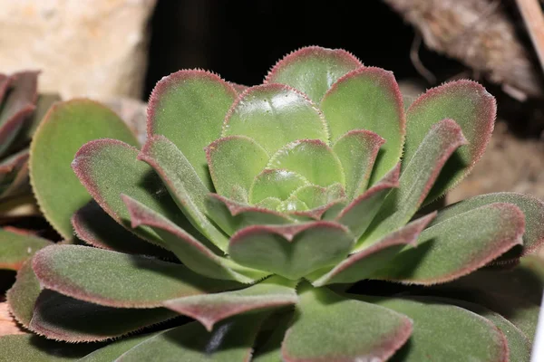 Las Suculentas Son Plantas Suculentas Que Adaptan Las Condiciones Climáticas —  Fotos de Stock