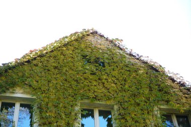                      Evin ön cephesi, sonbaharda parkta çekilmiş vahşi şarapla dolu.          