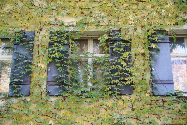 House Facade Overgrown Wild Wine Photographed Autumn Park — Stock Photo, Image