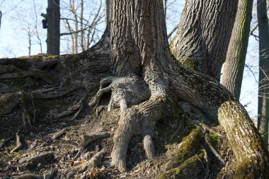 Alman parkında bir sonbahar gününde arka ışık vuruşu.